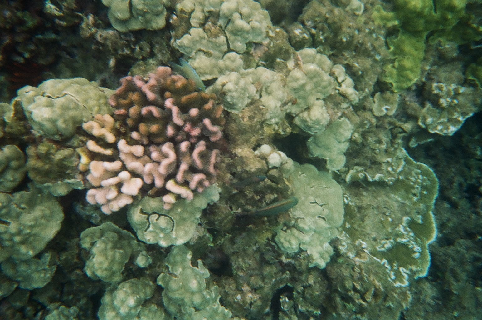Coral