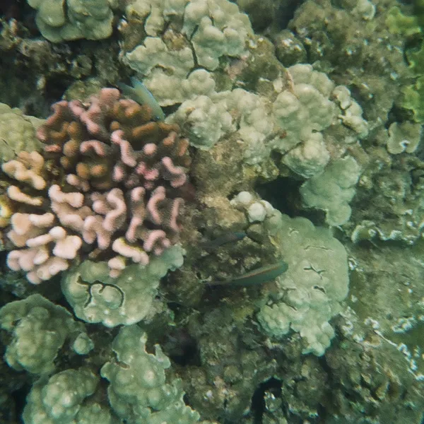 Coral