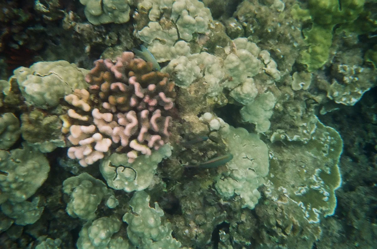 coral