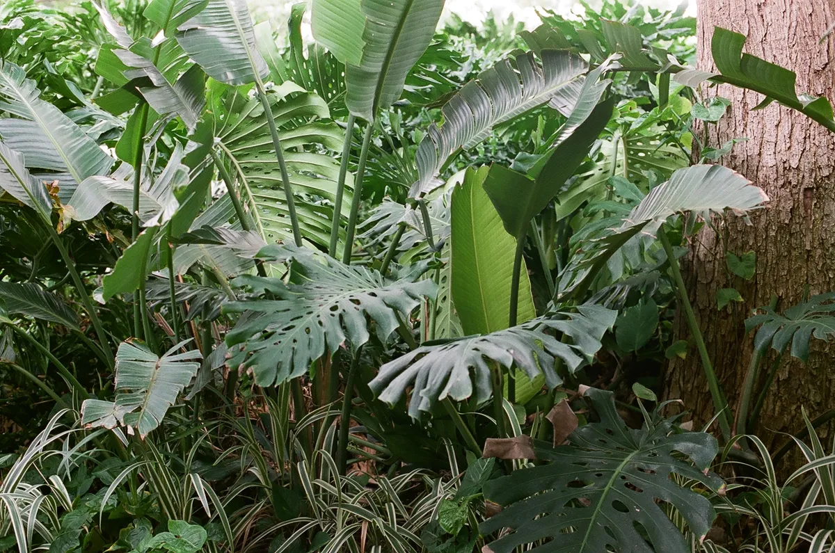 plants