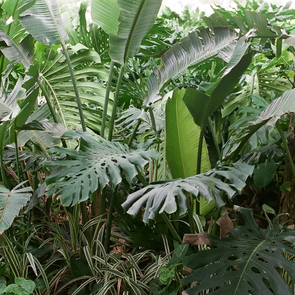 Plants